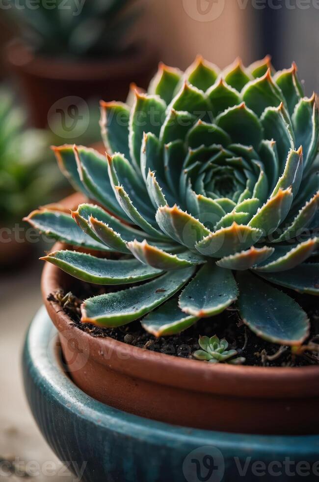 A close-up of a succulent plant in a terracotta pot, showcasing its intricate leaf patterns. photo