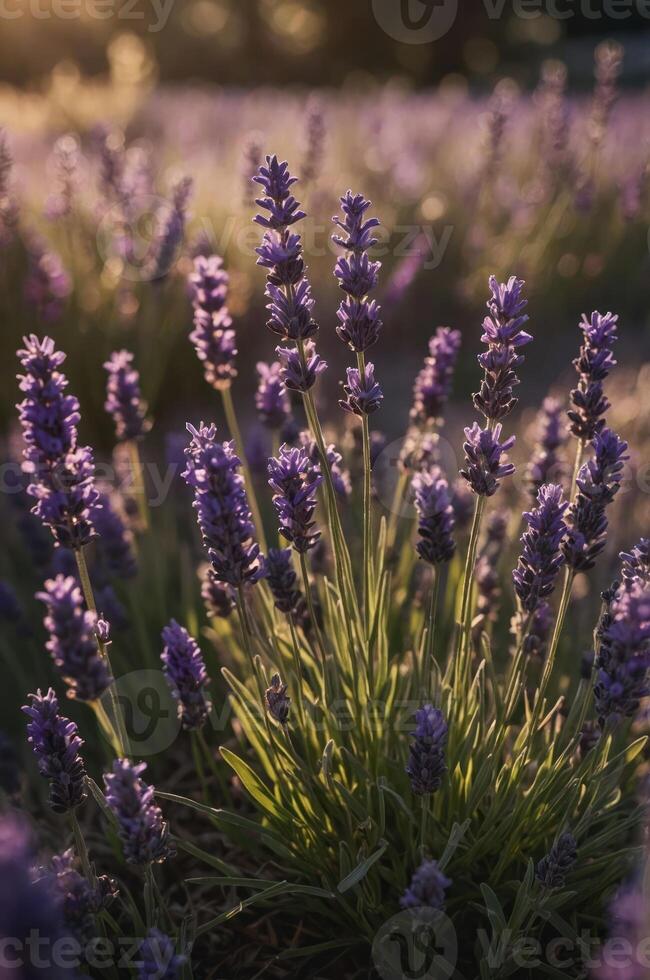 A close-up view of blooming lavender flowers in a field during golden hour. photo