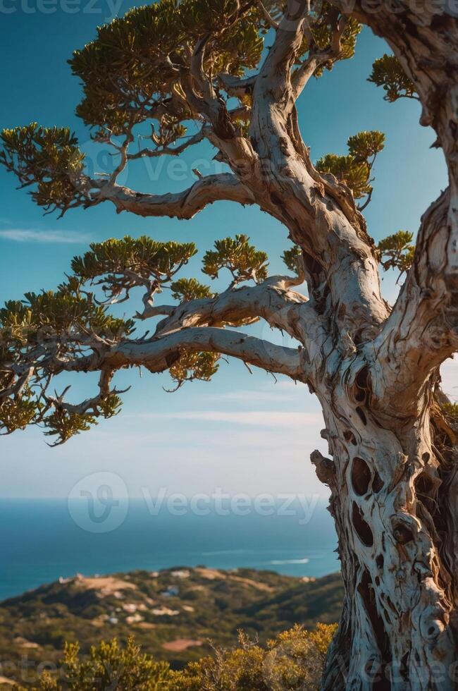 A scenic view featuring a gnarled tree overlooking the ocean and landscape below. photo