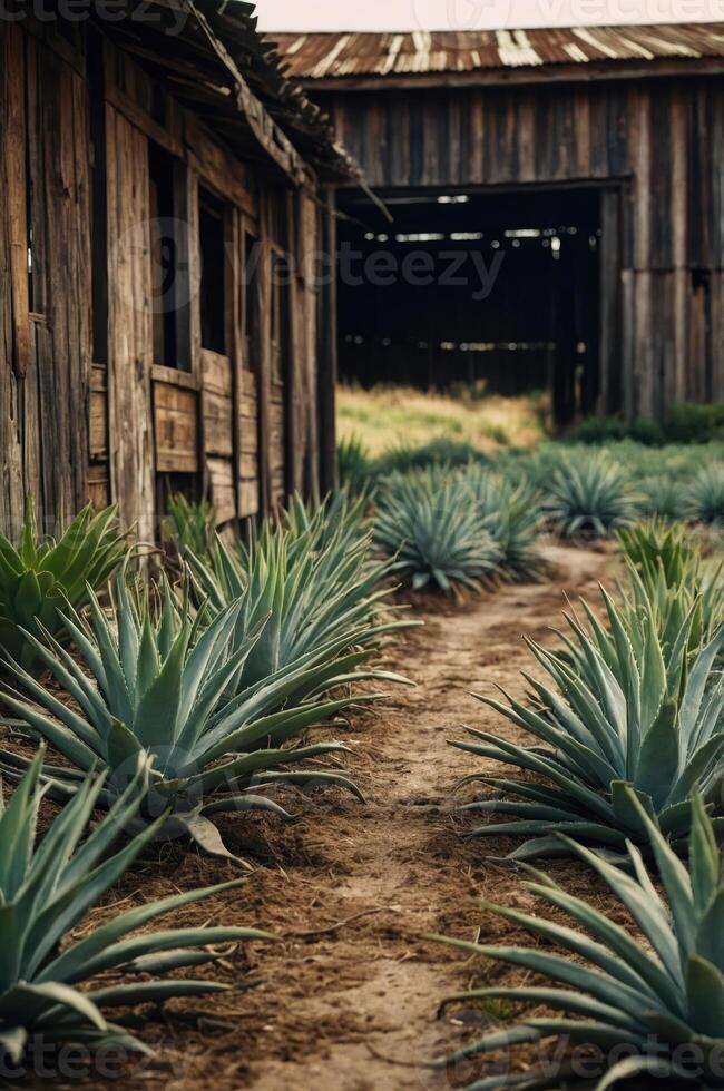 A pathway lined with agave plants leading to a rustic wooden barn. photo