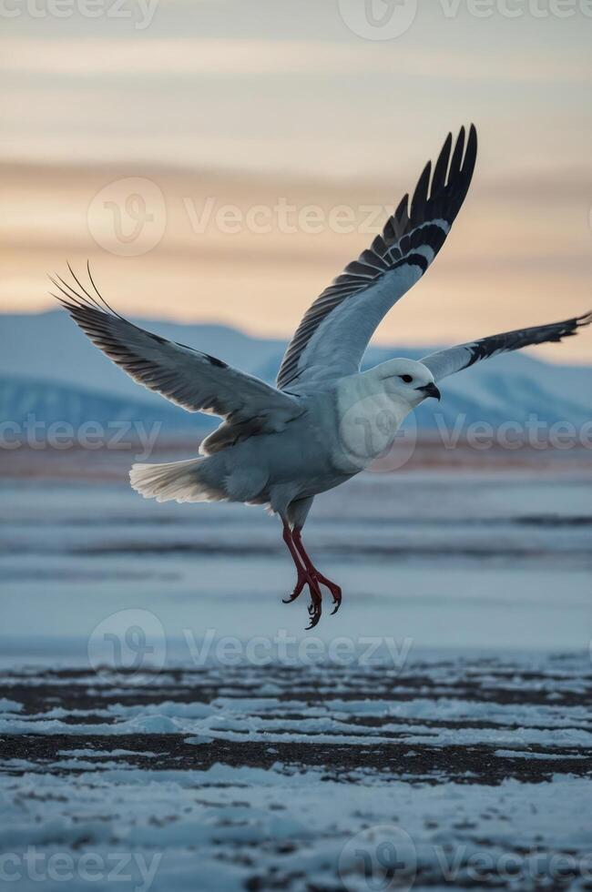 A seagull in flight over a snowy landscape at sunset. photo