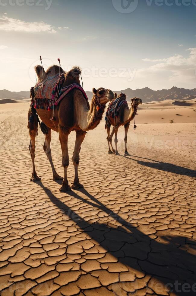Two camels walking through a dry desert landscape under a clear sky. photo