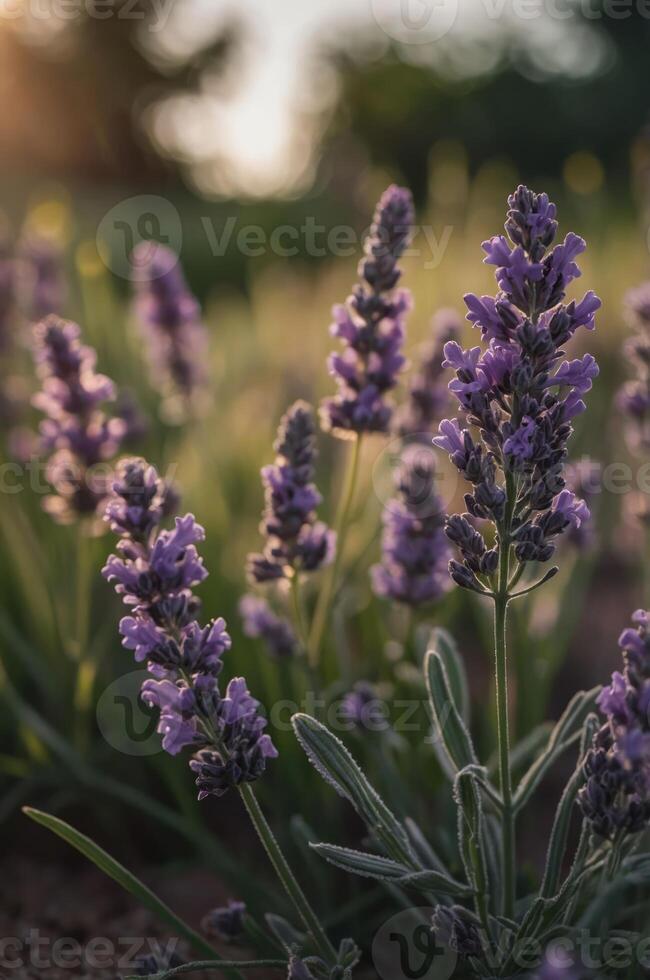 A close-up of blooming lavender flowers in a natural setting during golden hour. photo