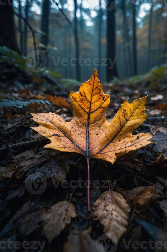 A vibrant autumn leaf rests on a forest floor, surrounded by fallen leaves and trees. photo
