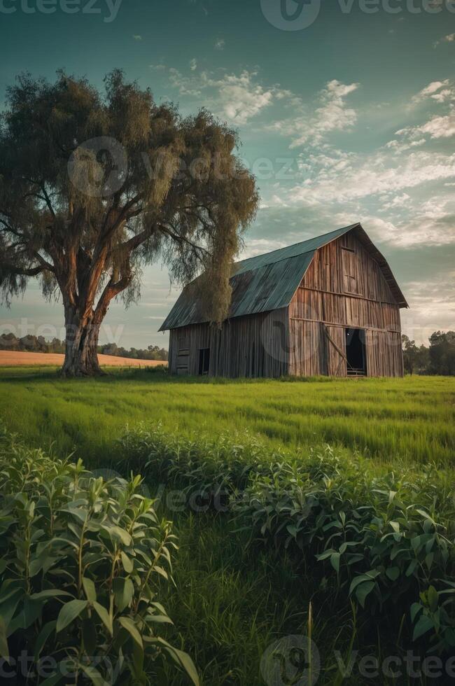 A rustic barn surrounded by lush green fields and a large tree under a cloudy sky. photo