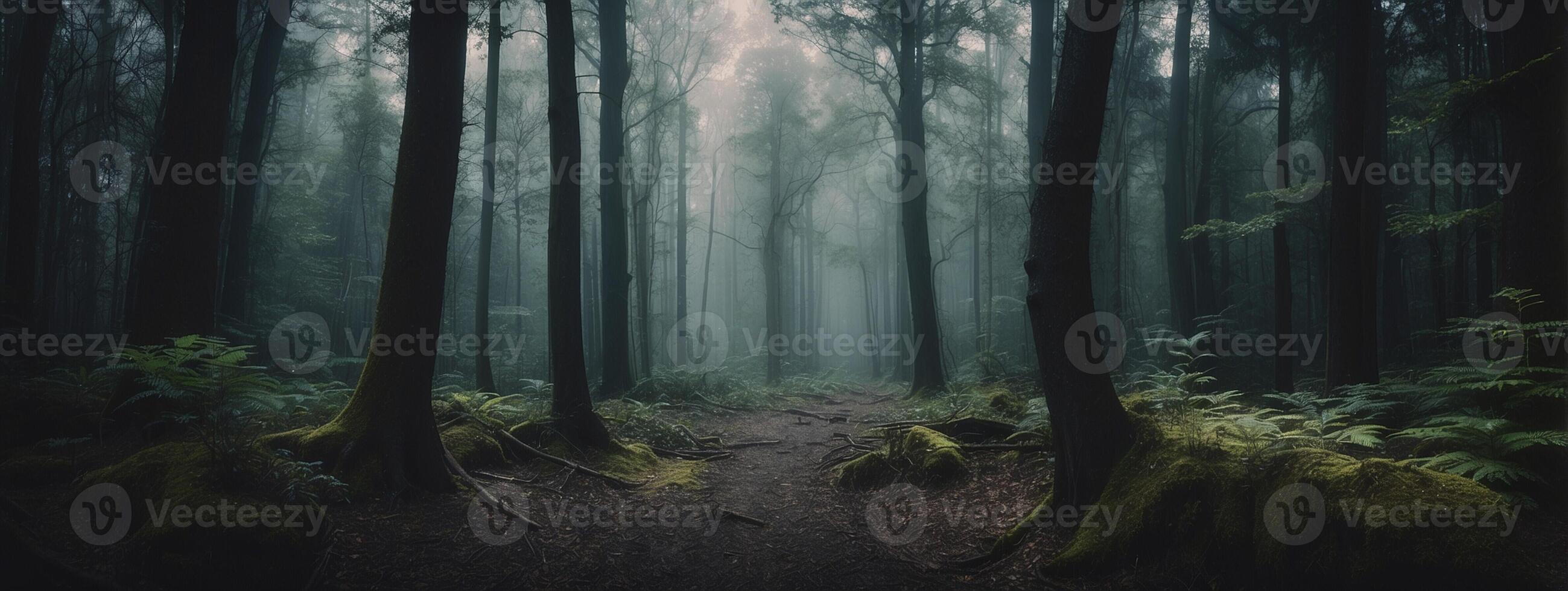 A dark forest with trees and moss photo