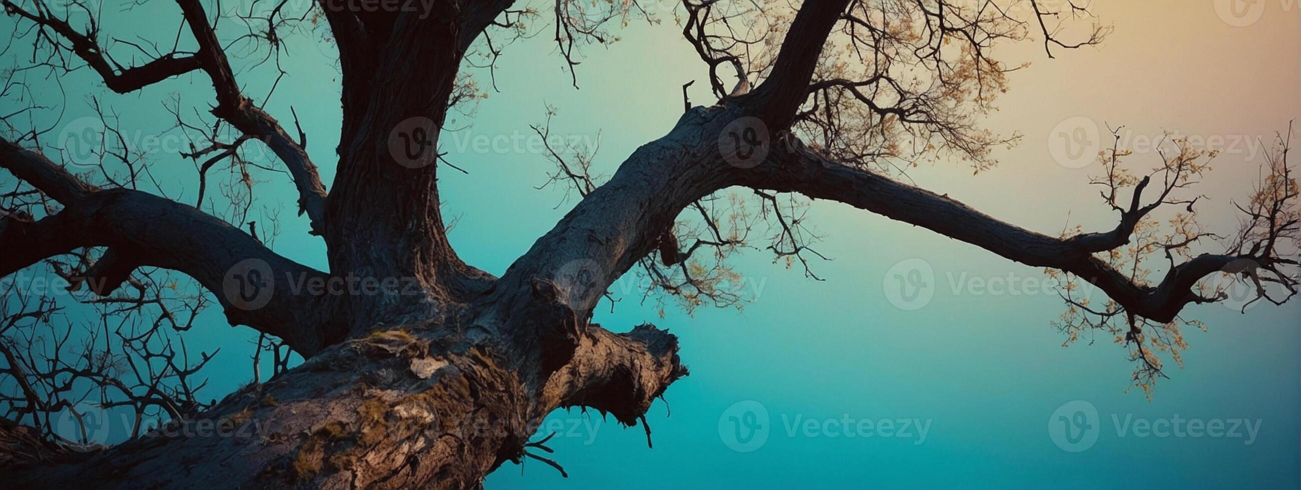 A tree with no leaves is shown against a blue sky photo