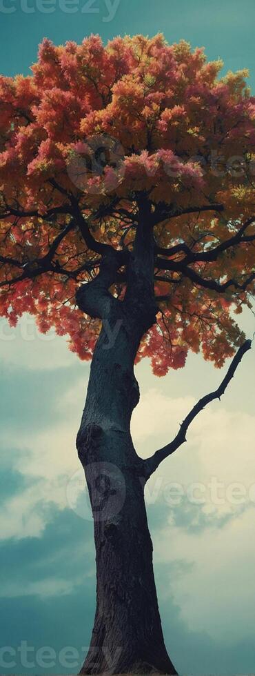 A tree with red leaves and a blue sky photo