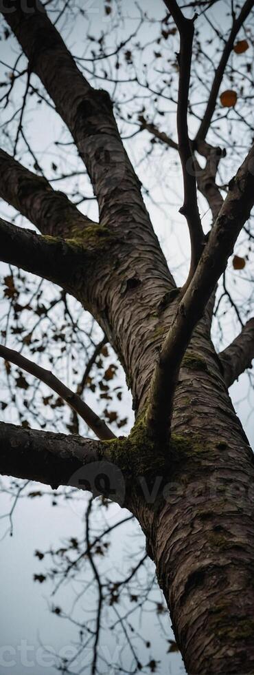 A tree with no leaves and branches against a cloudy sky photo