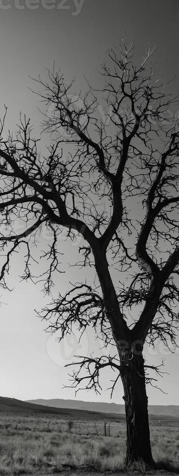 A black and white photo of a bare tree