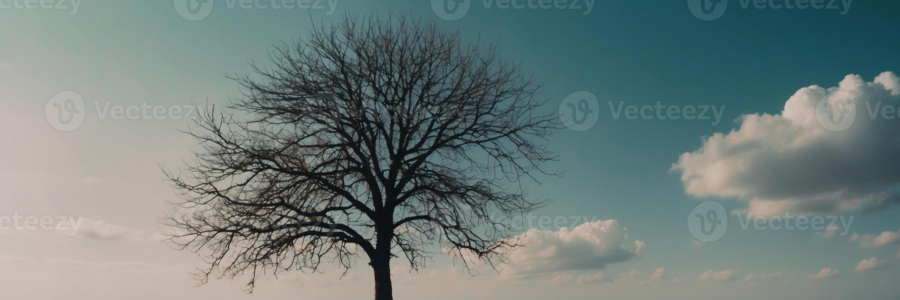A lone tree stands in the middle of a field photo