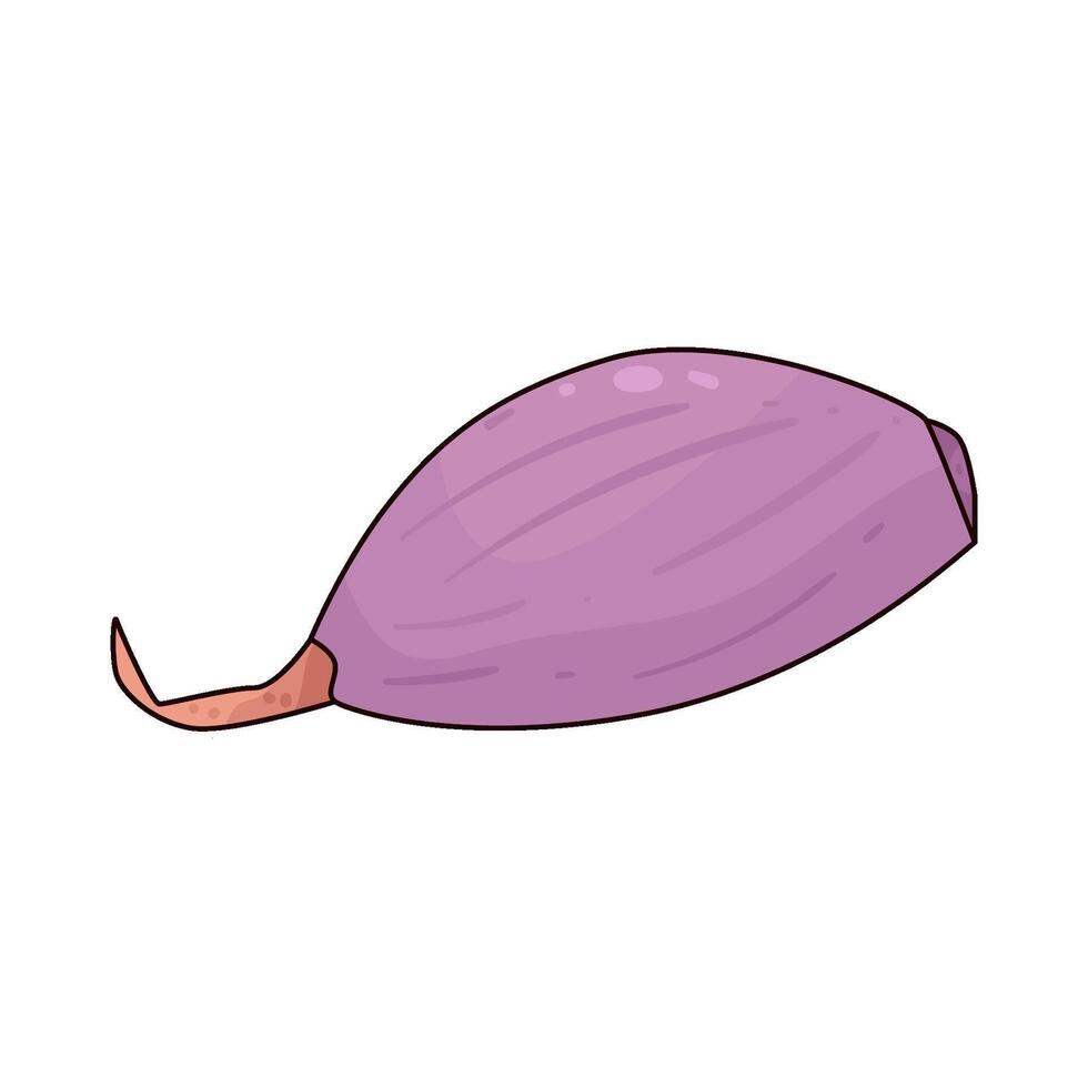 Illustration of shallot vector