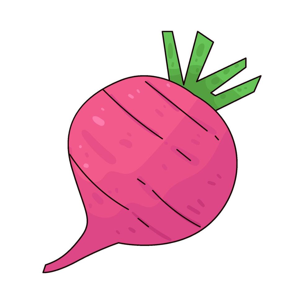 Illustration of turnip vector