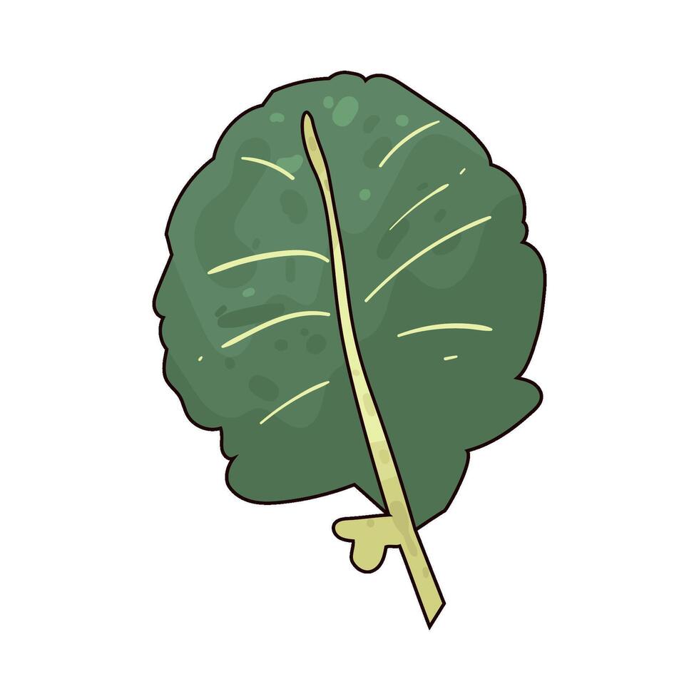 Illustration of Kale vector