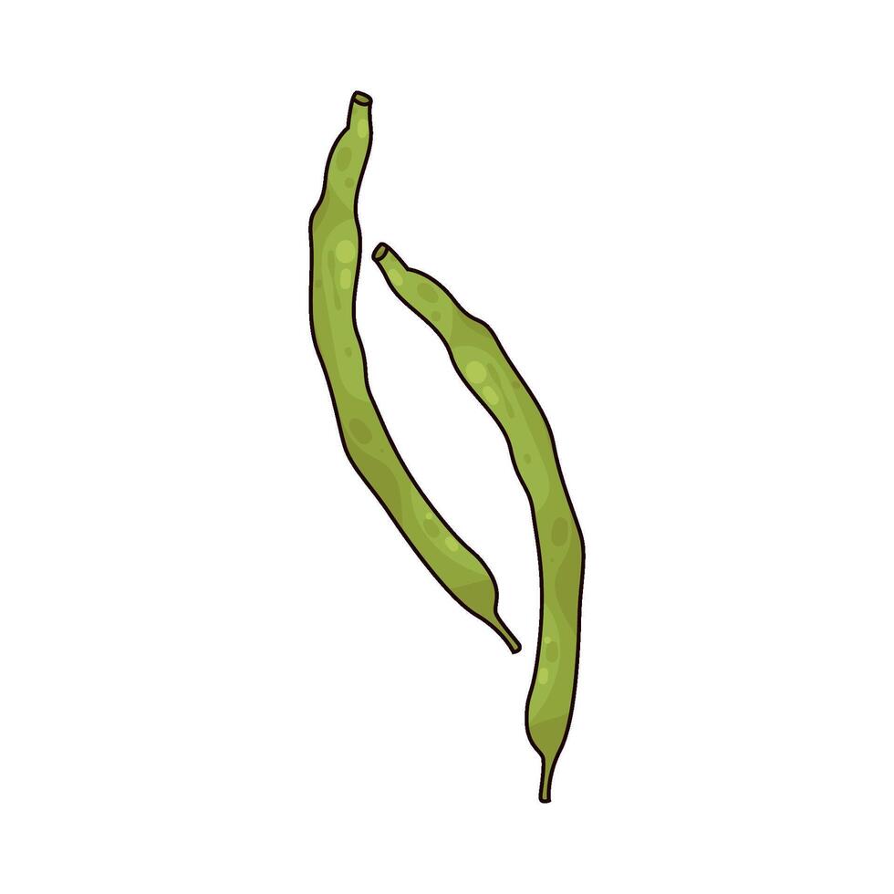 Illustration of green beans vector