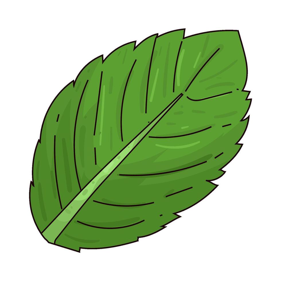Illustration of mint leaves vector