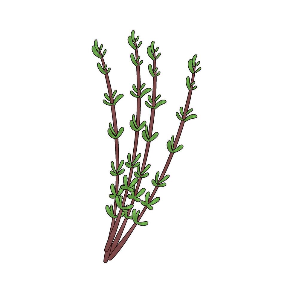 Illustration of Thyme vector