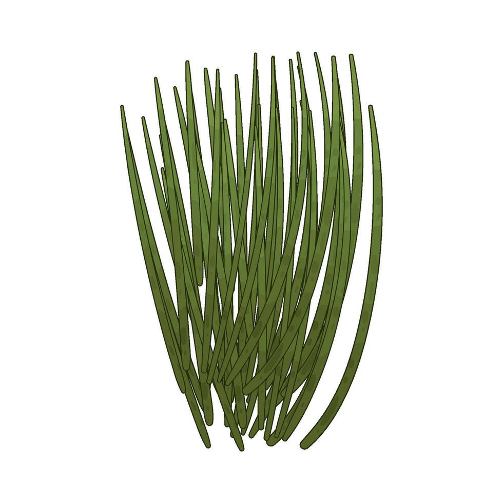 Illustration of chives vector