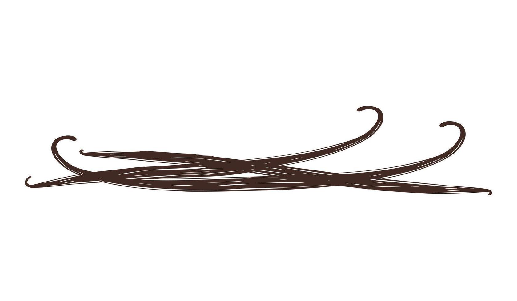 Pods sticks vanilla. Set of vanilla sticks for design. Sketch stylized brown drawing isolated on white background. vector