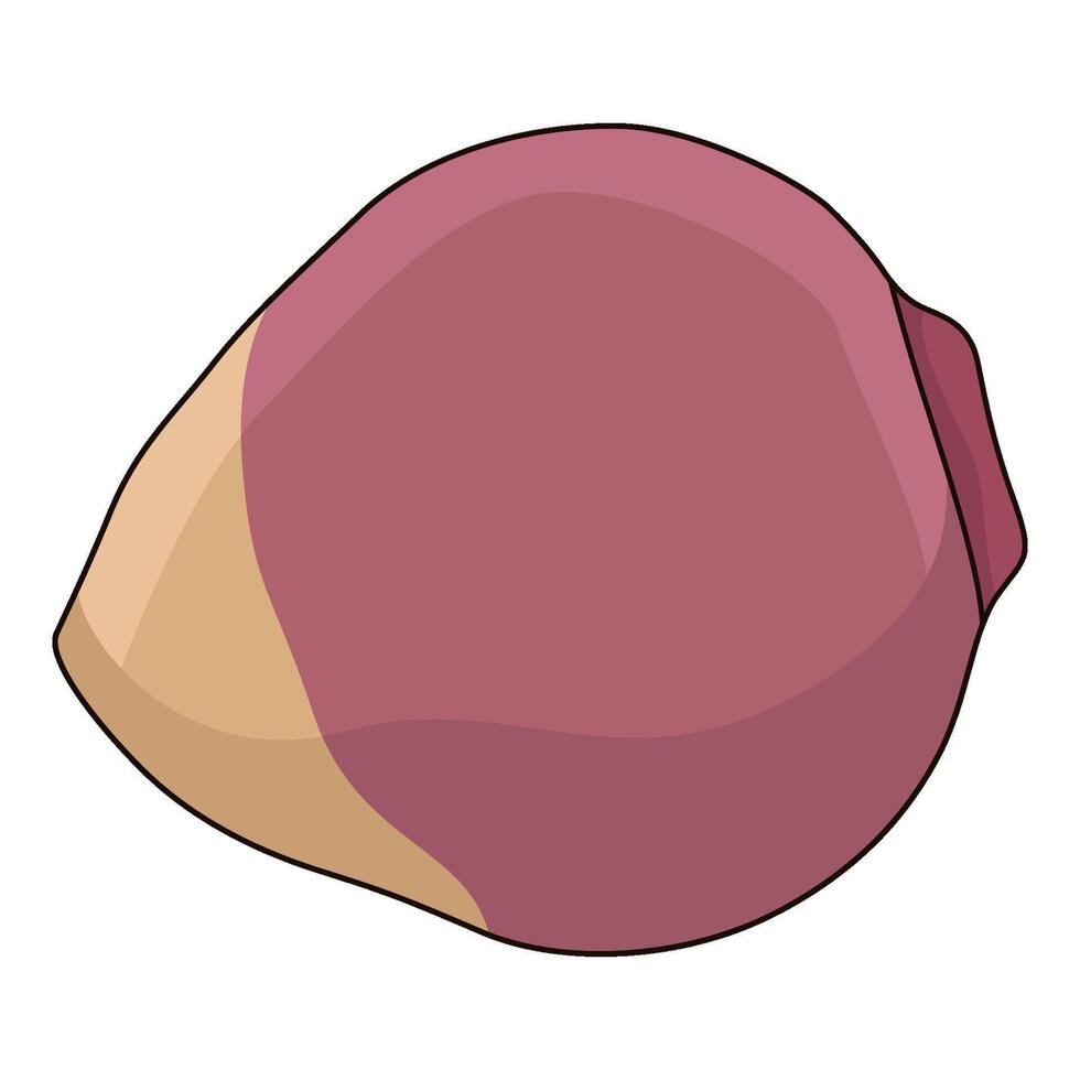 illustration of Rutabaga vector
