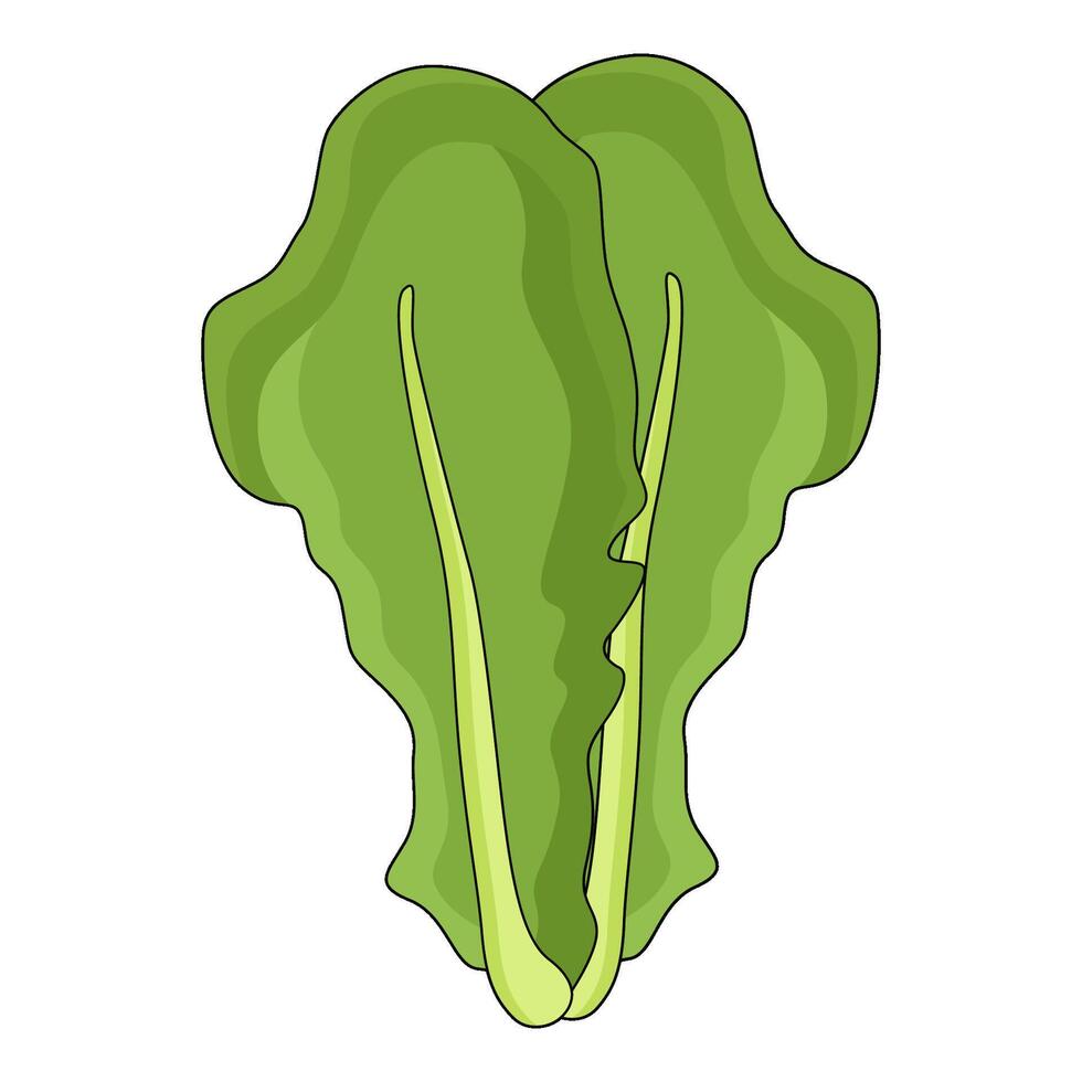 illustration of lettuce vector