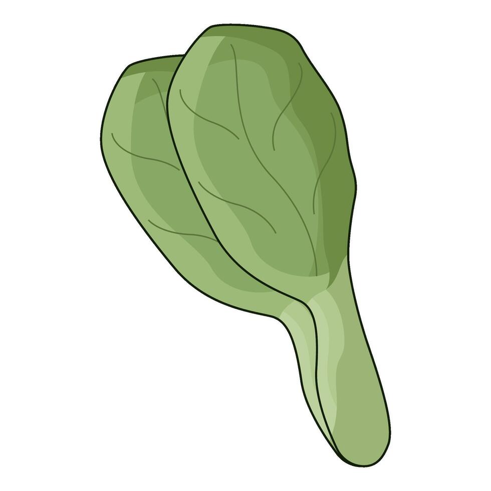 illustration of Spinach vector