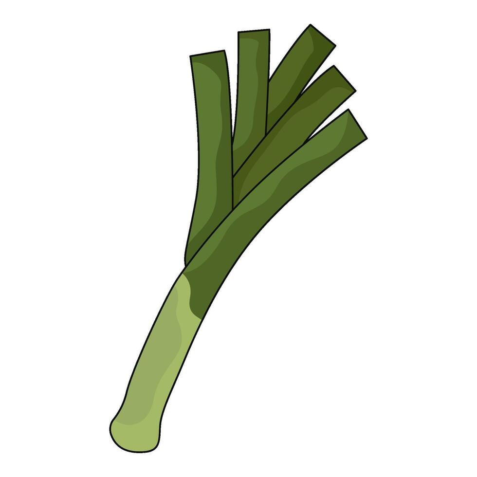 illustration of leek vector