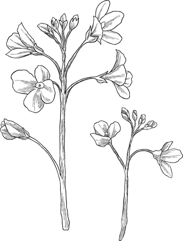 cuckoo flower plant sketch illustration vector