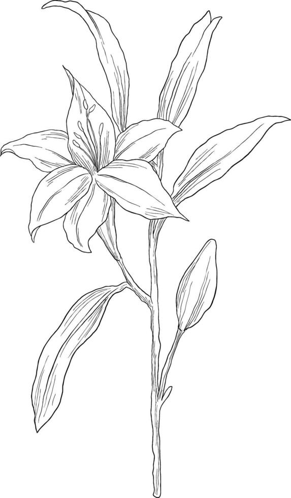wild lily digital sketch illustration vector