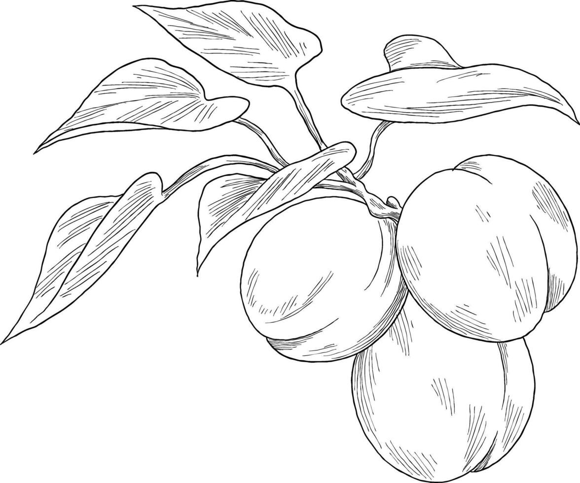 apricot fruit botanical painting illustration vector