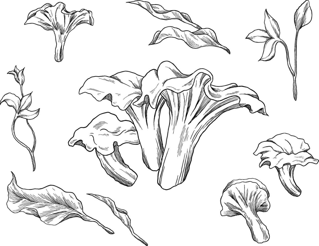 chanterelle mushroom fungi sketch illustration vector