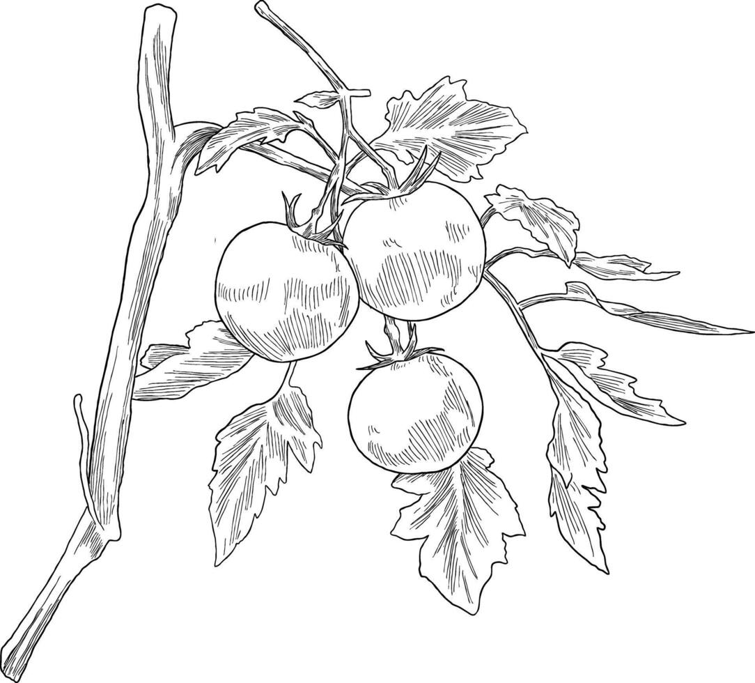 Tomato fruit botanical sketch illustration vector