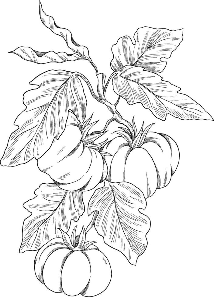 Tomato fruit botanical sketch illustration vector