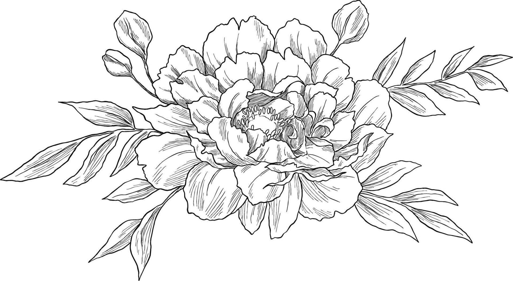 Peony pattern sketch botanical illustration vector
