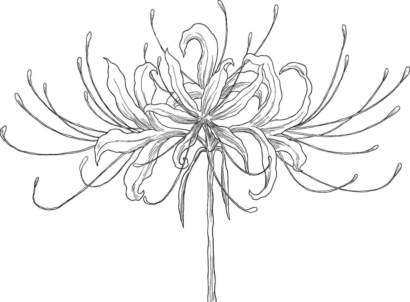 red Spiderlily flower sketch botanical illustration vector