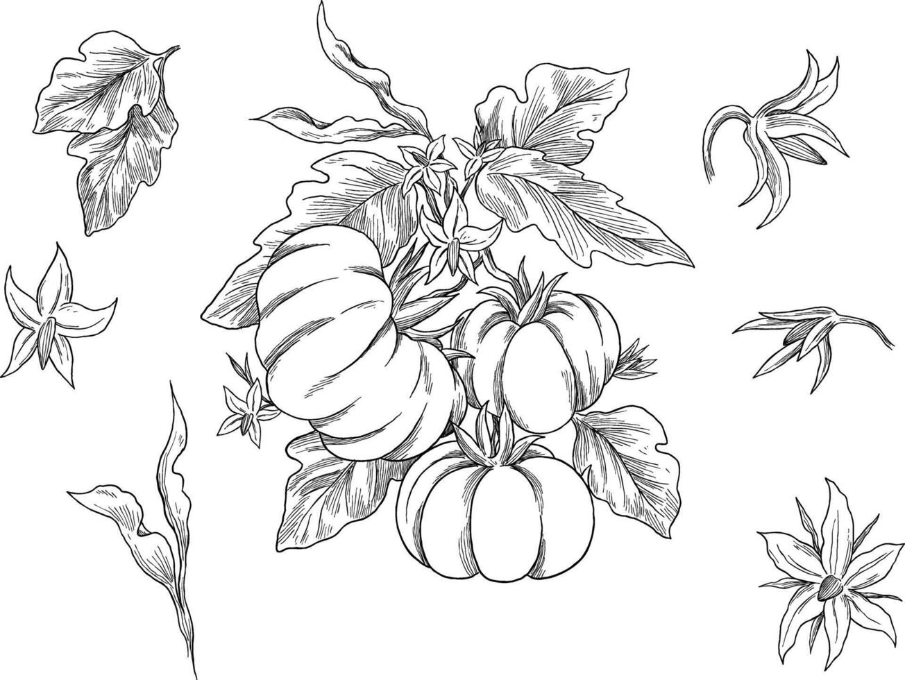 Tomato fruit botanical sketch illustration vector