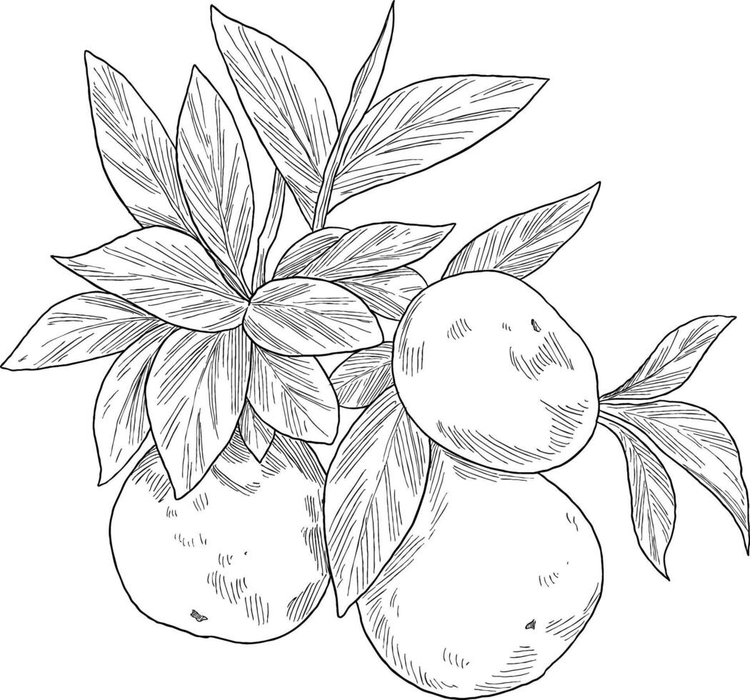 Orange fruit botanical sketch illustration vector