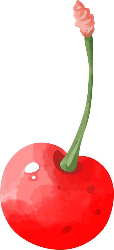 Watercolor Single Cherry with Stem vector
