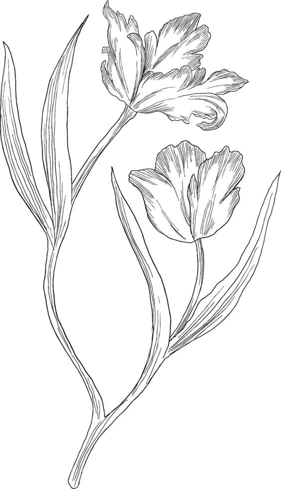 Red parrot tulips digital sketch illustration vector