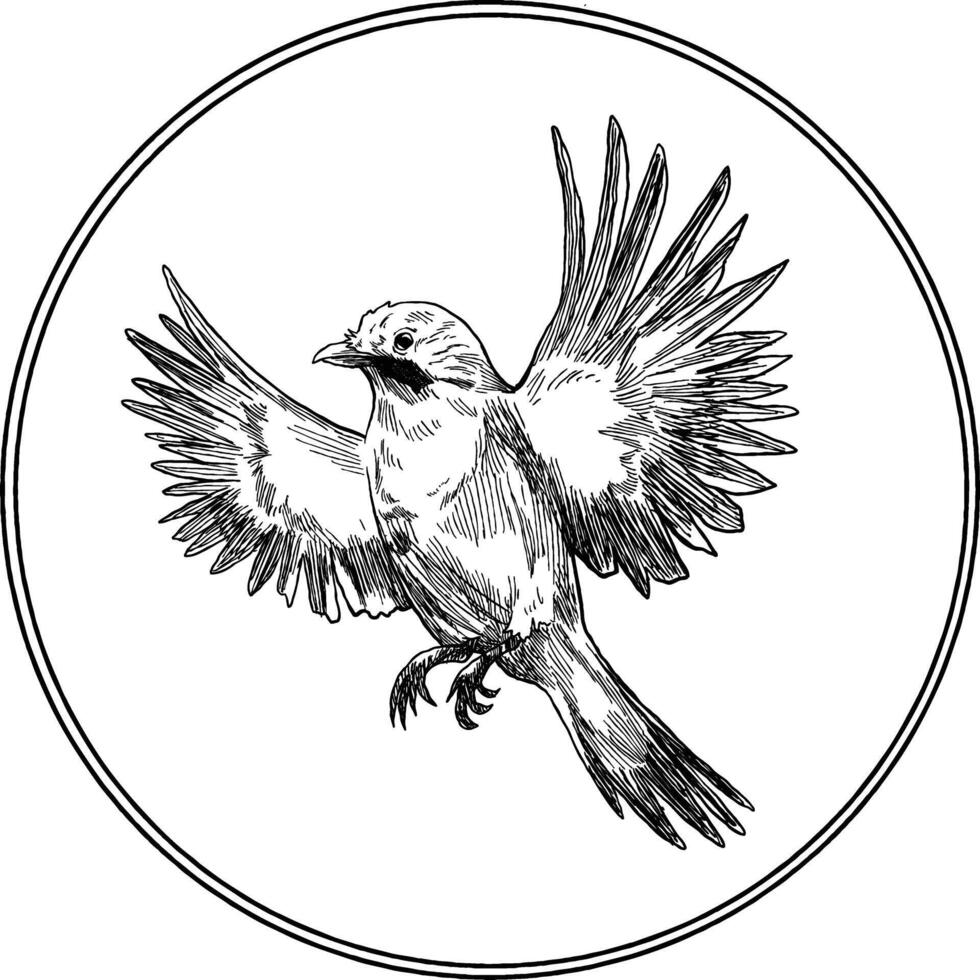 Mocking bird fly sketch illustration vector
