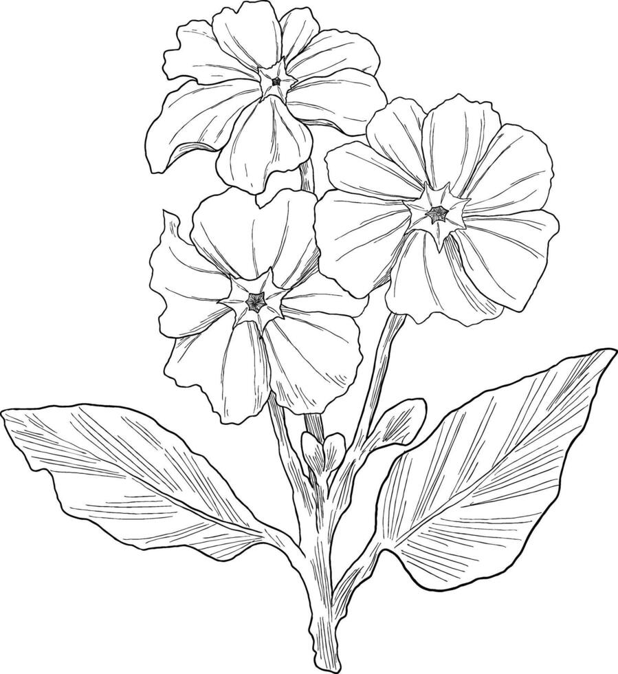 primrose flower digital painting illustration vector