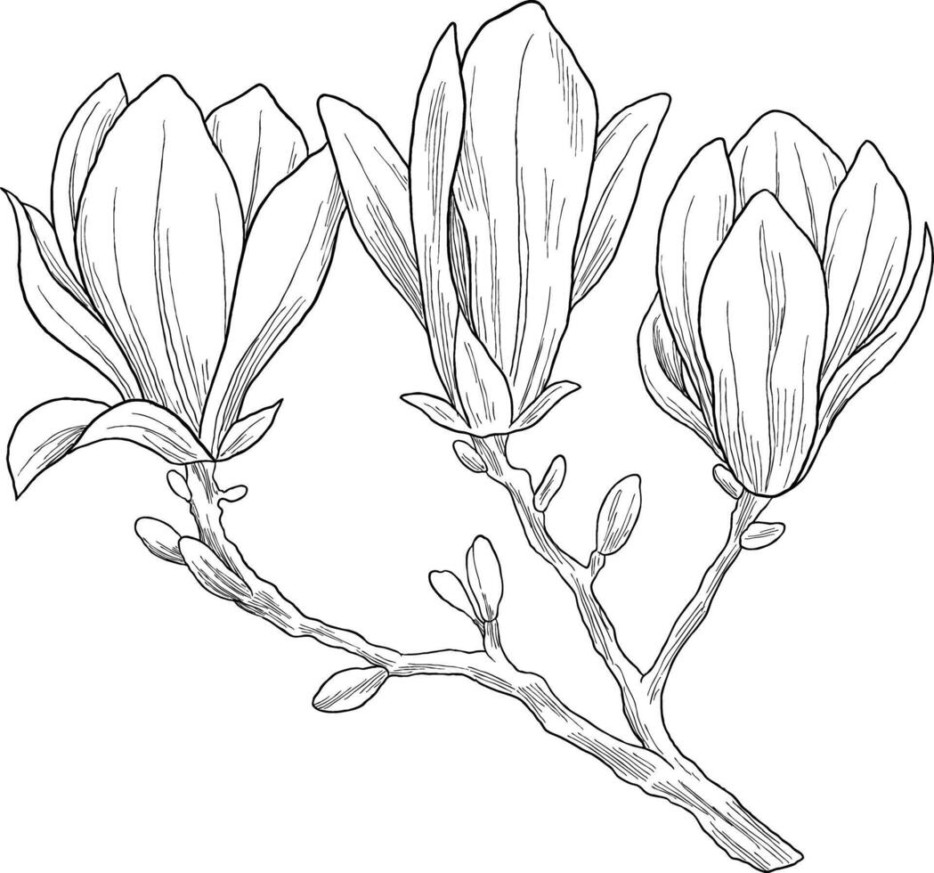 Magnolia flower botanical sketch illustration vector