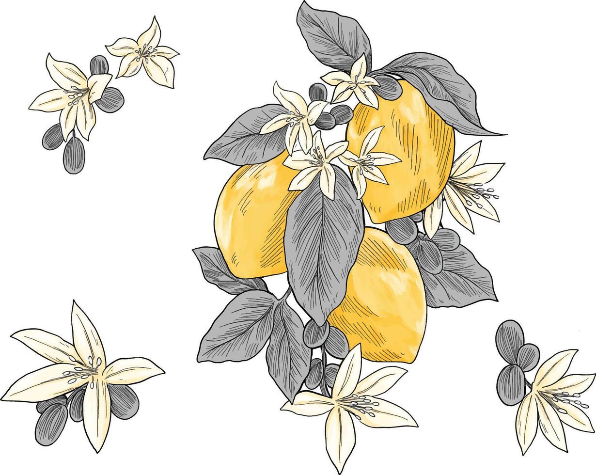 Lemon fruit and flower hand drawn colored illustration vector