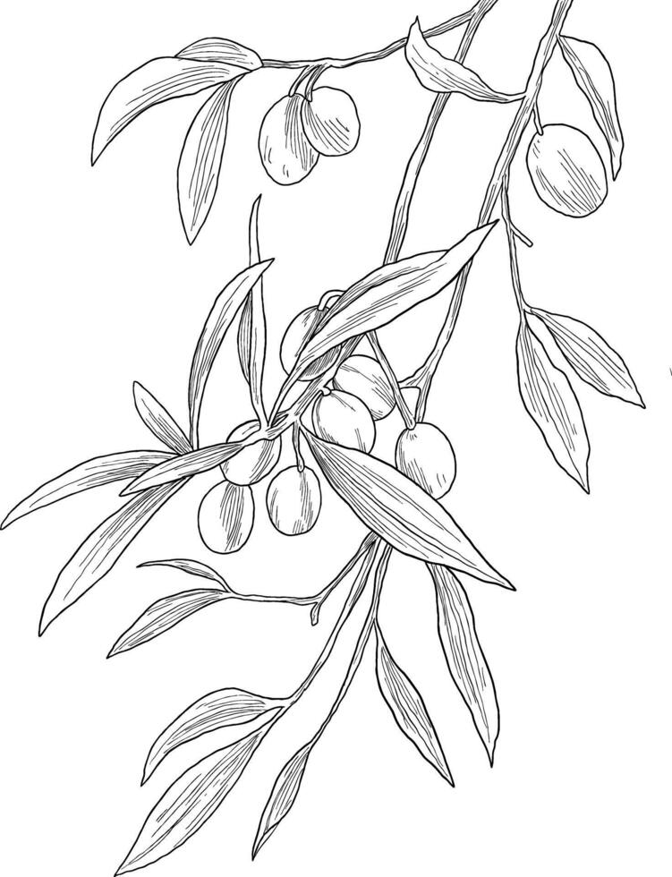 Olive fruit plant painting illustration vector