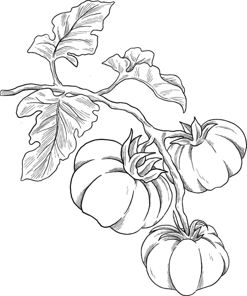 Tomato fruit botanical sketch illustration vector