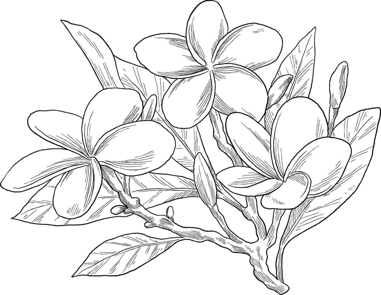 Frangipani flower botanical sketch illustration vector