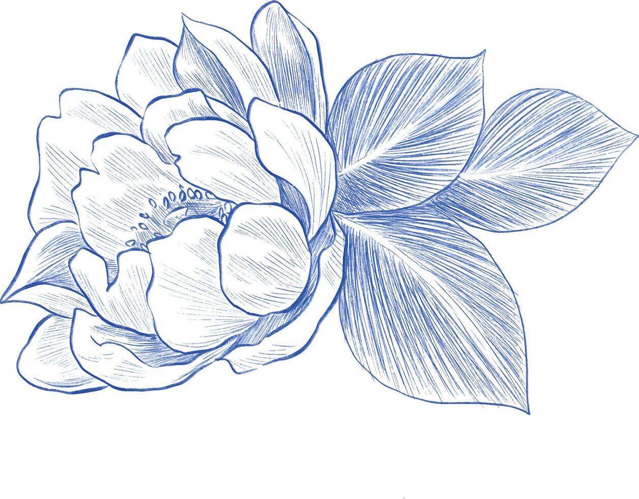 Peony pattern painting botanical illustration vector