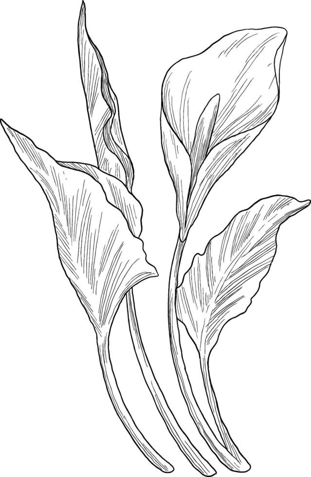 Peace lily flower sketch illustration vector