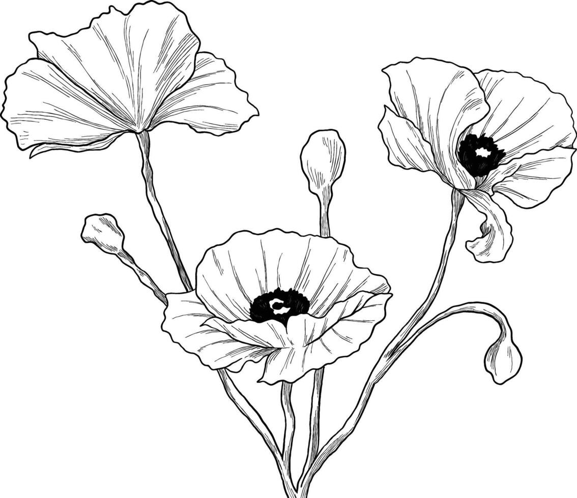 Poppy flower botanical sketch illustration vector