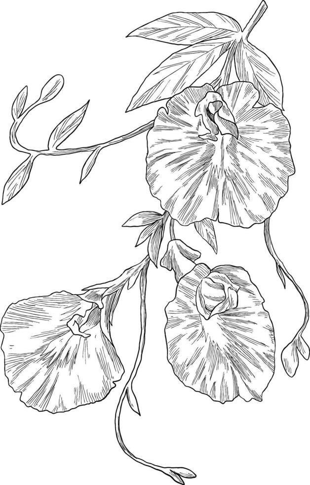 Butterfly pea tea flower sketch illustration vector